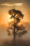 Tree In Foggy Sunrise_26820-1